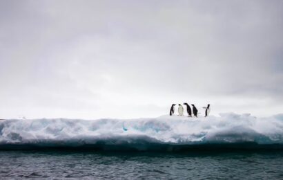 Aumento de las temperaturas extremas: La Antártida “no debe darse por descontado”, advierten los científicos