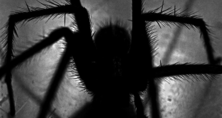 ¿Qué significa soñar con arañas?