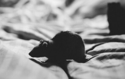 ¿Qué significa soñar con ratas?