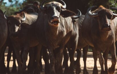 ¿Qué significa soñar con toros?