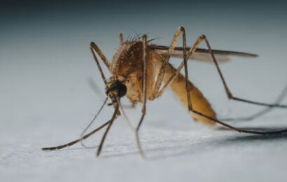 Mosquito Tigre