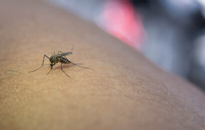 Mosquito tigre