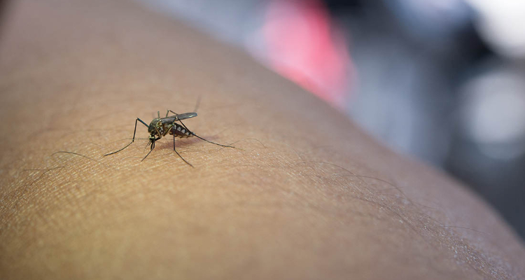 Mosquito tigre