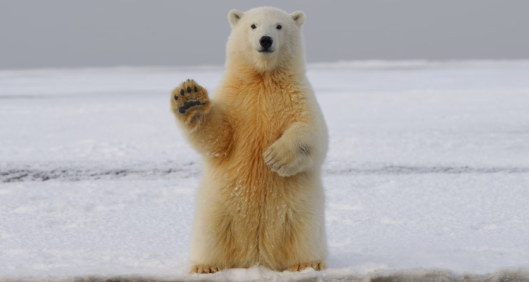 Oso polar saludando