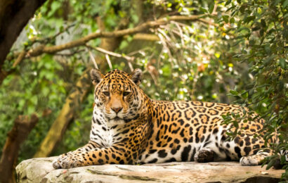 Vestuario de la danza del jaguar