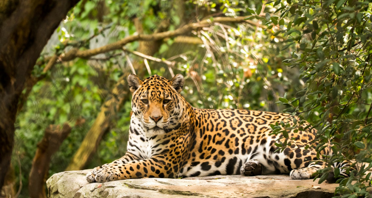 Vestuario de la danza del jaguar