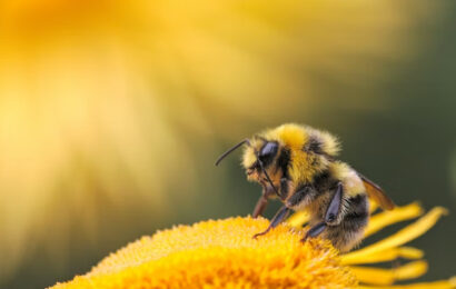 Qué pasaría si desaparecen las abejas