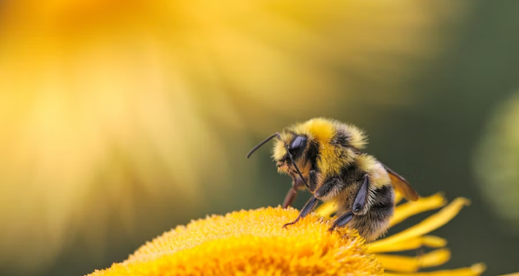 Abeja