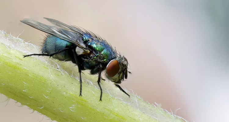 Mosca
