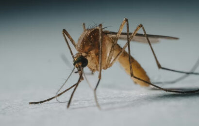 ¿Qué pasaría si los mosquitos se extinguieran?