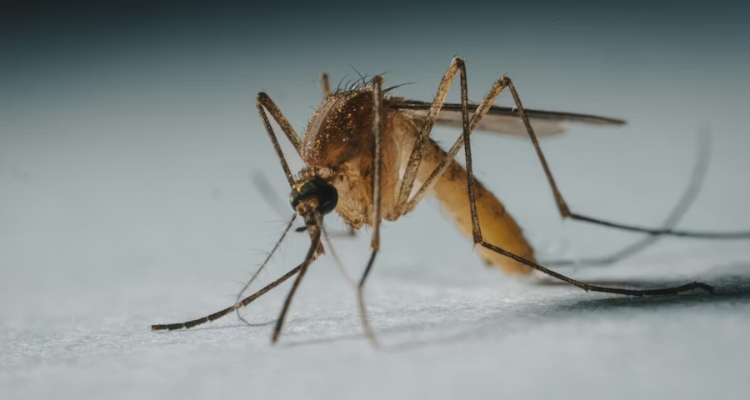¿Qué pasaría si los mosquitos se extinguieran?