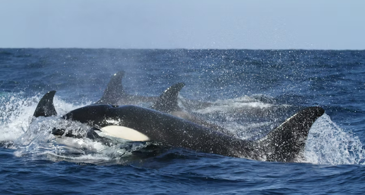 Orcas
