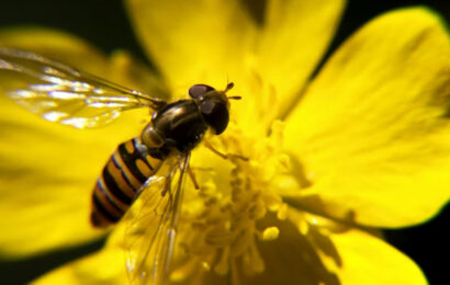 Qué países están liderando la protección de la biodiversidad en 2026
