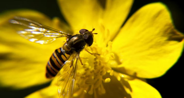 Biodiversidad