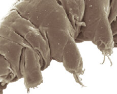 Científicos utilizan proteínas de un animal casi indestructible para conservar sangre congelada